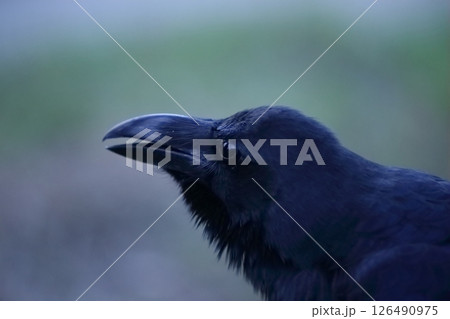 カラスの横顔 126490975