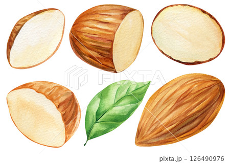 Watercolor Almonds with Green Leaf Isolated on White Background Hand-Drawn Nut Clipart for Food and Packaging Design 126490976