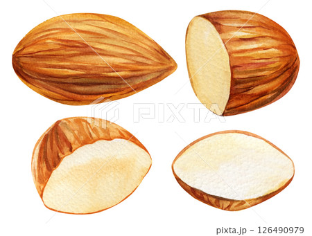 Almonds nuts set. Watercolor illustration whole and halved almonds. Hand-painted brown almond nuts on white background. 126490979