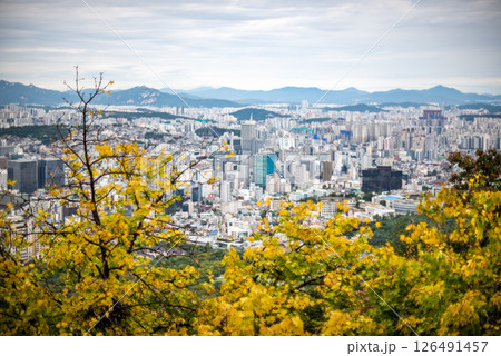 Selective focus of Autumn foliage with cityscape of Seoul, South Korea in the background Selective focus of Autumn foliage with cityscape of Seoul, South Korea in the background 126491457