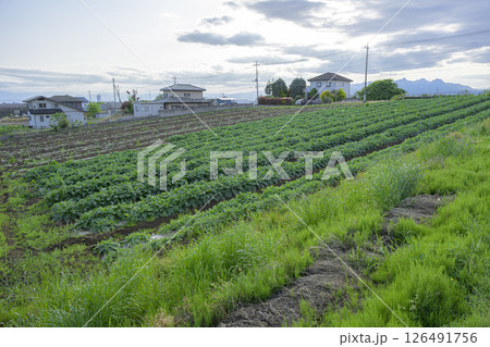田舎にある広い畑 126491756