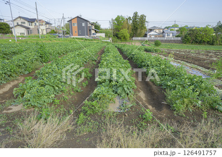 住宅地にある畑の農作物 126491757