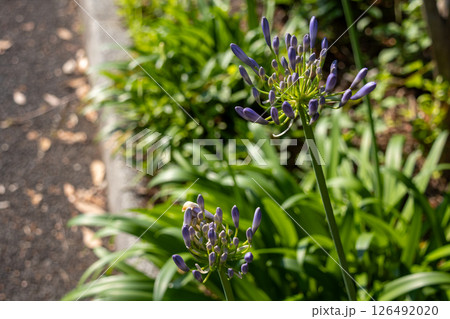 公園の花壇に咲くアガパンサスの花 126492020