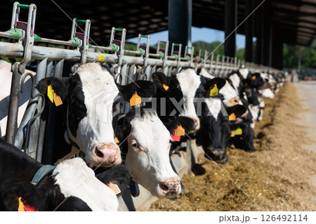 Cows eating hay in cowshed on dairy farm at day Cows eating hay in cowshed on dairy farm at day 126492114