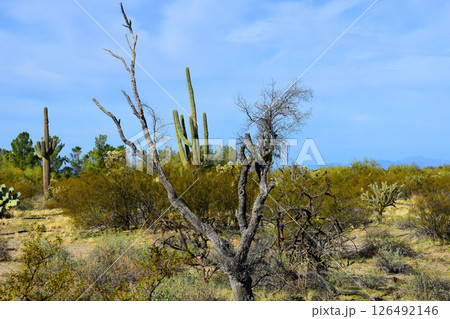 Early Winter Landscape Sonoran Desert Arizona 126492146