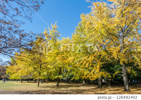 東京都江東区の清澄公園 東京都江東区の清澄公園 126492402