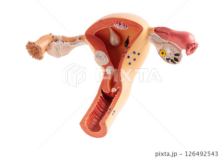 Uterus human model isolated on white background with clipping path. 126492543