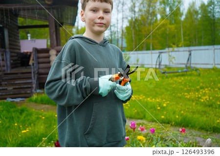 A boy in gloves carefully shapes a lavender shrub with pruning scissors. It's the season for garden pruning tasks. 126493396