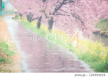 桜咲く雨の道 126493629