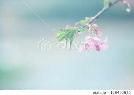 桜のアップ(雨) 126493630