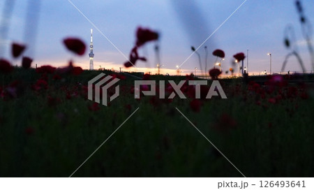 赤いポピーとスカイツリー 赤いポピーとスカイツリー 126493641