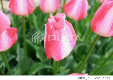 色鮮やかに咲いたチューリップ 色鮮やかに咲いたチューリップ 126493679