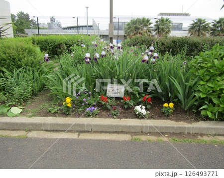 ジャーマンアイリスとサルビアの花 ジャーマンアイリスとサルビアの花 126493771