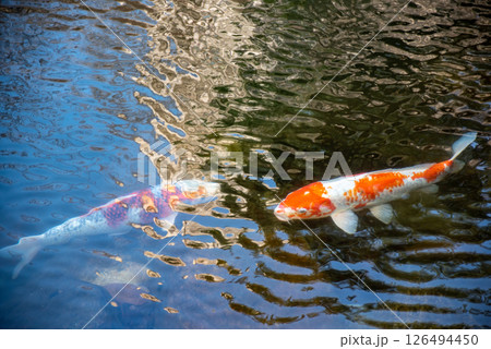 Koi colored carp fish Nishikigoi swimming in pond in Japanese garden 126494450