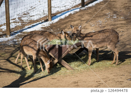 Deer corral enclosure in Seoul Forest park in Seongdong District in Seoul, capital of South Korea Deer corral enclosure in Seoul Forest park in Seongdong District in Seoul, capital of South Korea 126494478