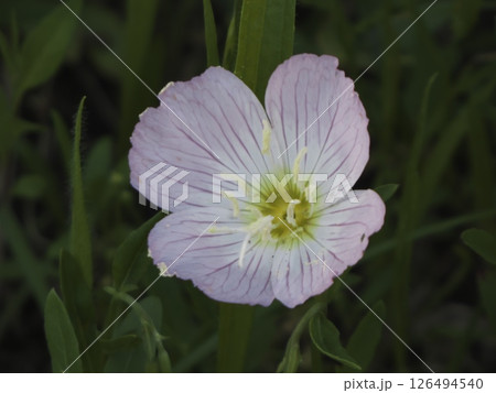 雑草シリーズ、ヒルザキツキミソウをアップで、東京都大田区「多摩川河川敷」 雑草シリーズ、ヒルザキツキミソウをアップで、東京都大田区「多摩川河川敷」 126494540