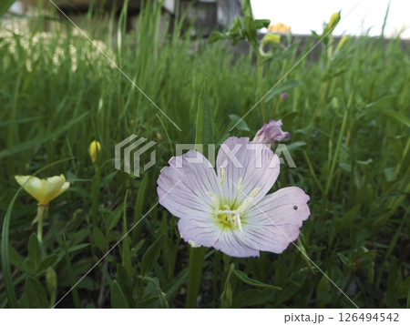 雑草シリーズ、ヒルザキツキミソウ、東京都大田区「多摩川河川敷」 126494542