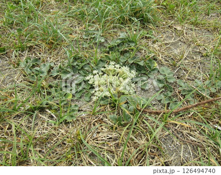 検見川浜で奇麗に咲いているハマボウフウの花 126494740