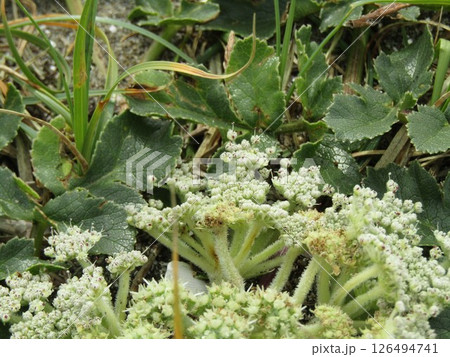 検見川浜で奇麗に咲いているハマボウフウの花 検見川浜で奇麗に咲いているハマボウフウの花 126494741
