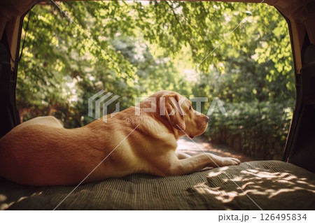 Tranquil Nature View of a Dog Relaxing in the Trunk of a Car in the Forest 126495834