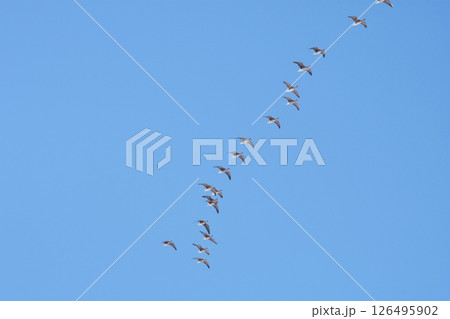 北へと向かう春の北海道に訪れる雁の群れ 北へと向かう春の北海道に訪れる雁の群れ 126495902