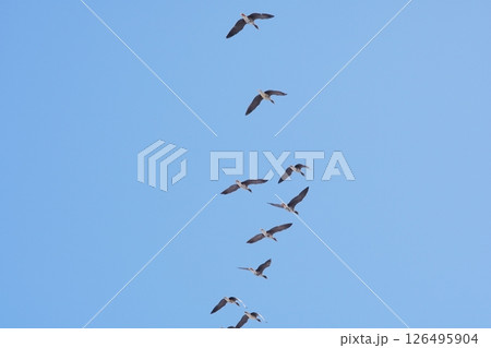 北へと向かう春の北海道に訪れる雁の群れ 126495904