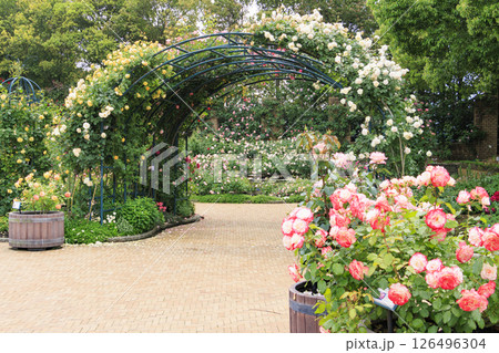 なばなの里　満開のバラ園 126496304