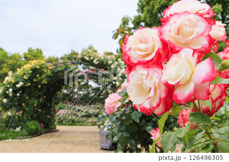 なばなの里　満開のバラ園 126496305