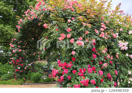 なばなの里　満開のバラ園 126496309