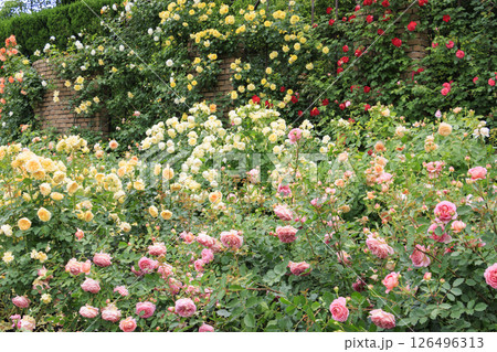 なばなの里　満開のバラ園 126496313