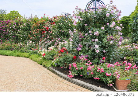 なばなの里 満開のバラ園 なばなの里 満開のバラ園 126496375