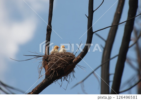Two Baby Birds Perched in a Nest on a Blackened Tree Branch Against a Blue Sky Background 126496581