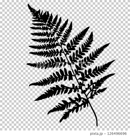 Elegant Fern Silhouette: A Botanical Masterpiece Elegant Fern Silhouette: A Botanical Masterpiece 126496696