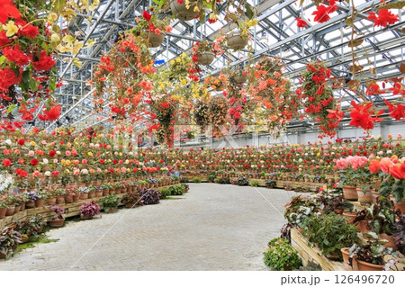 なばなの里　ベゴニアガーデン 126496720