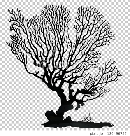 Black and White Silhouette of a Coral Tree 126496725