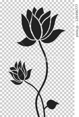 Elegant Black and White Lotus Flower Illustration Elegant Black and White Lotus Flower Illustration 126496777