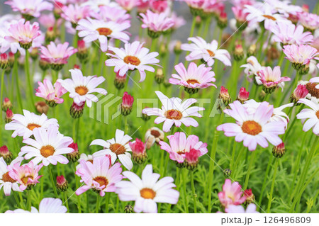 なばなの里　満開の春の花々 126496809