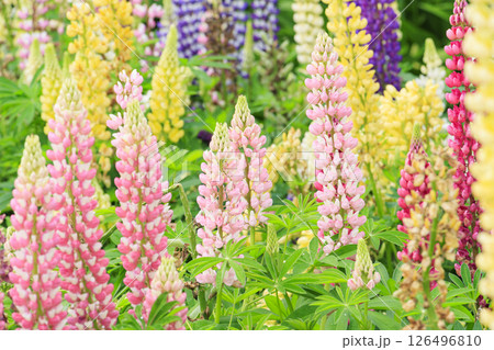 なばなの里　満開の春の花々 126496810