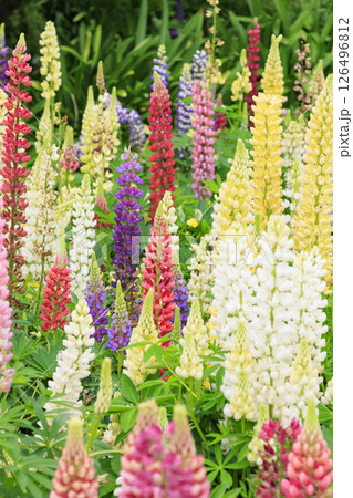 なばなの里 満開の春の花々 なばなの里 満開の春の花々 126496812