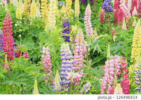 なばなの里　満開の春の花々 126496814