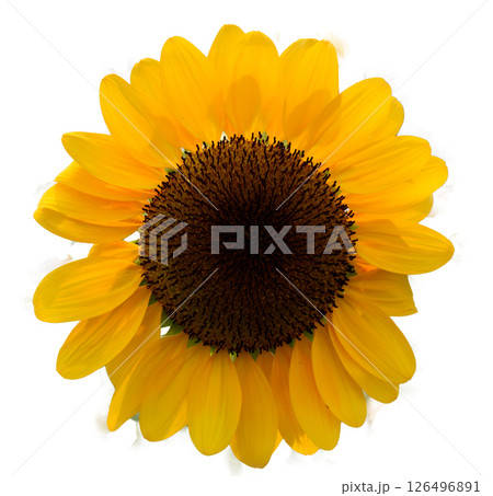 A bright yellow sunflower radiating warmth and beauty, capturing nature simple elegance and evokes sense of joy and sunny disposition 126496891