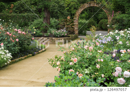 レッドヒルヒーサの森　満開のローズガーデン 126497057