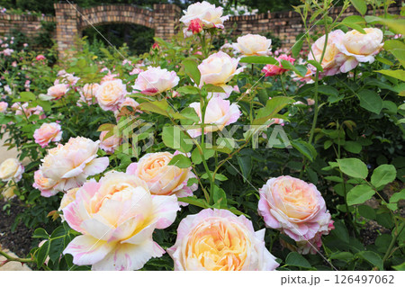 レッドヒルヒーサの森　満開のローズガーデン 126497062