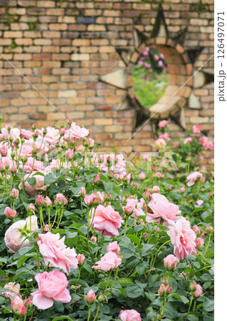レッドヒルヒーサの森 満開のローズガーデン レッドヒルヒーサの森 満開のローズガーデン 126497071