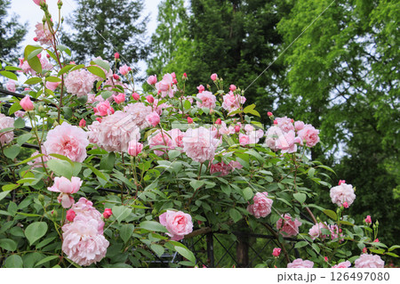 レッドヒルヒーサの森　満開のローズガーデン 126497080
