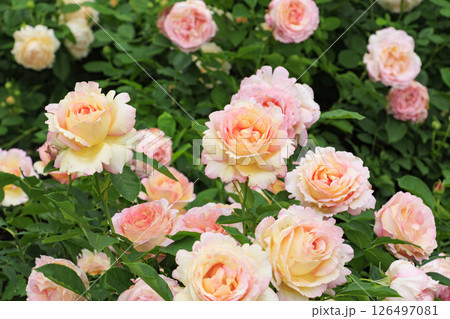 レッドヒルヒーサの森　満開のローズガーデン 126497081