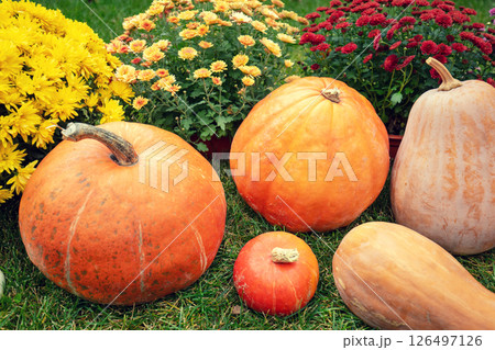 Background from Pumpkins and flowers. Many Pumpkins on the grass. Autumn background. Halloween, Thanksgiving, Autumn, Harvest background 126497126