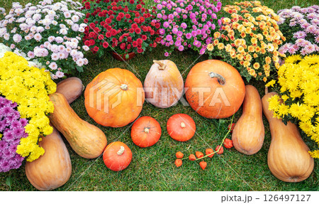 Background from Pumpkins and flowers. Many Pumpkins on the grass. Autumn background. Halloween, Thanksgiving, Autumn, Harvest background Background from Pumpkins and flowers. Many Pumpkins on the grass. Autumn background. Halloween, Thanksgiving, Autumn, Harvest background 126497127