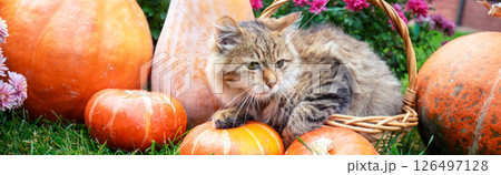 Funny kitten sitting in a basket near many pumpkins. Horizontal banner Funny kitten sitting in a basket near many pumpkins. Horizontal banner 126497128