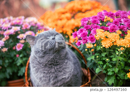 Portrait of a cute British shorthair cat in a garden with orange and pink chrysanthemum flowers 126497160